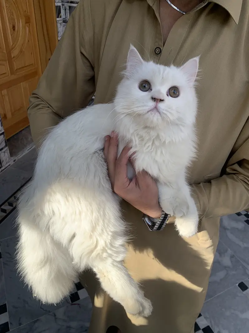 Tripple coated Persian Female — photo 3
