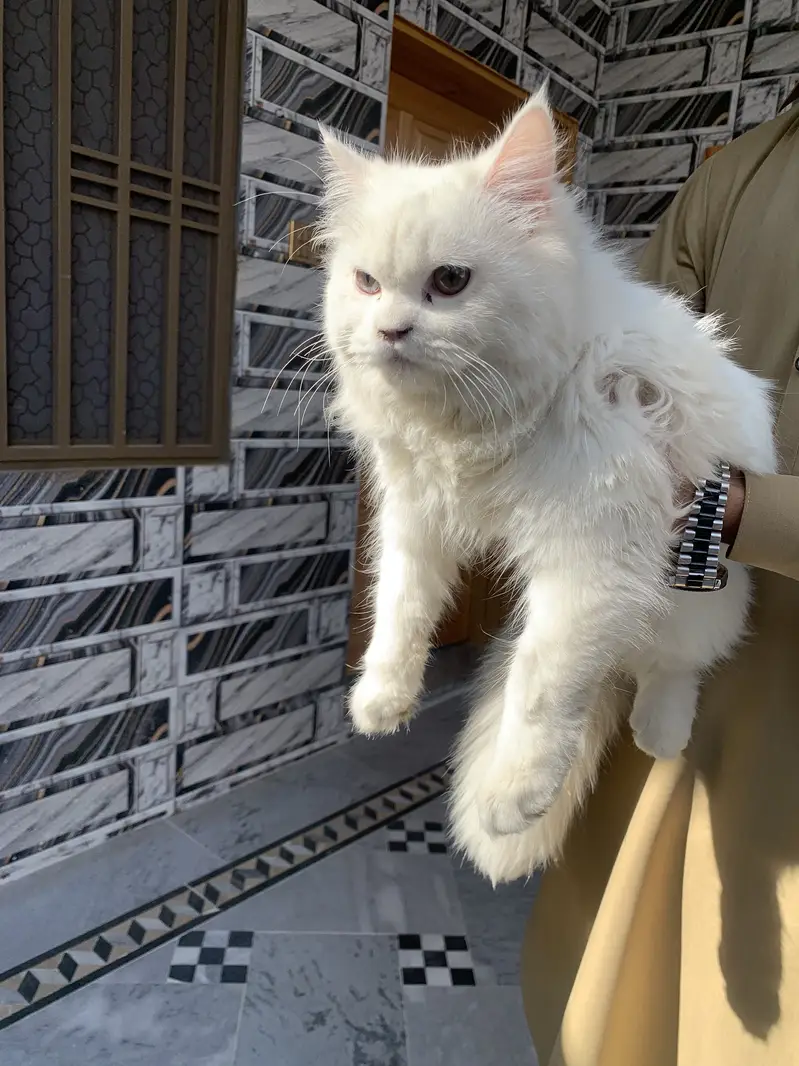 Tripple coated Persian Female — photo 4