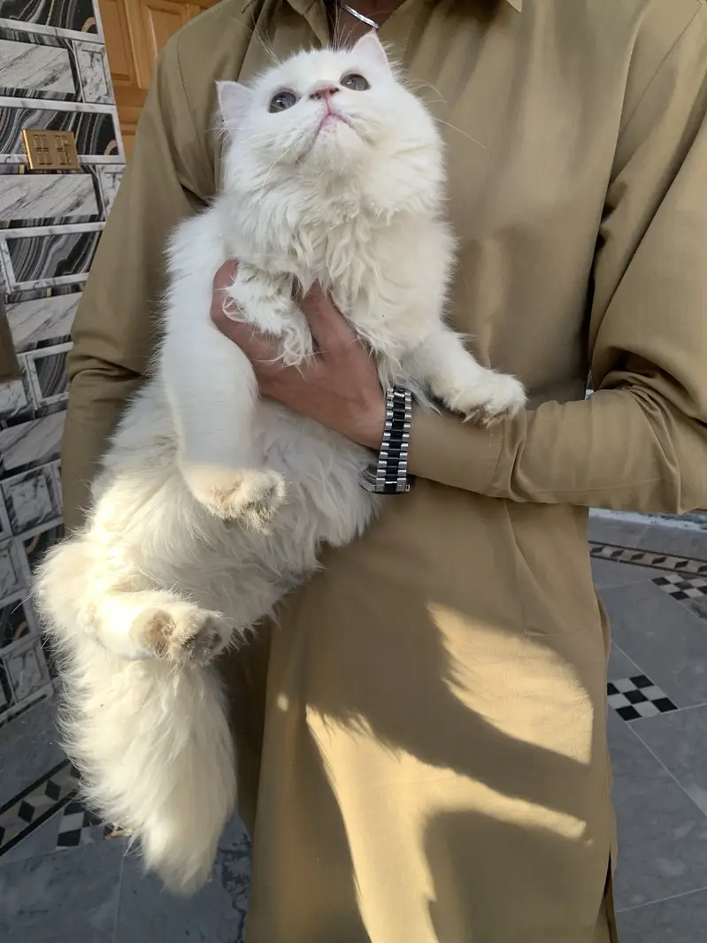 Tripple coated Persian Female — photo 5