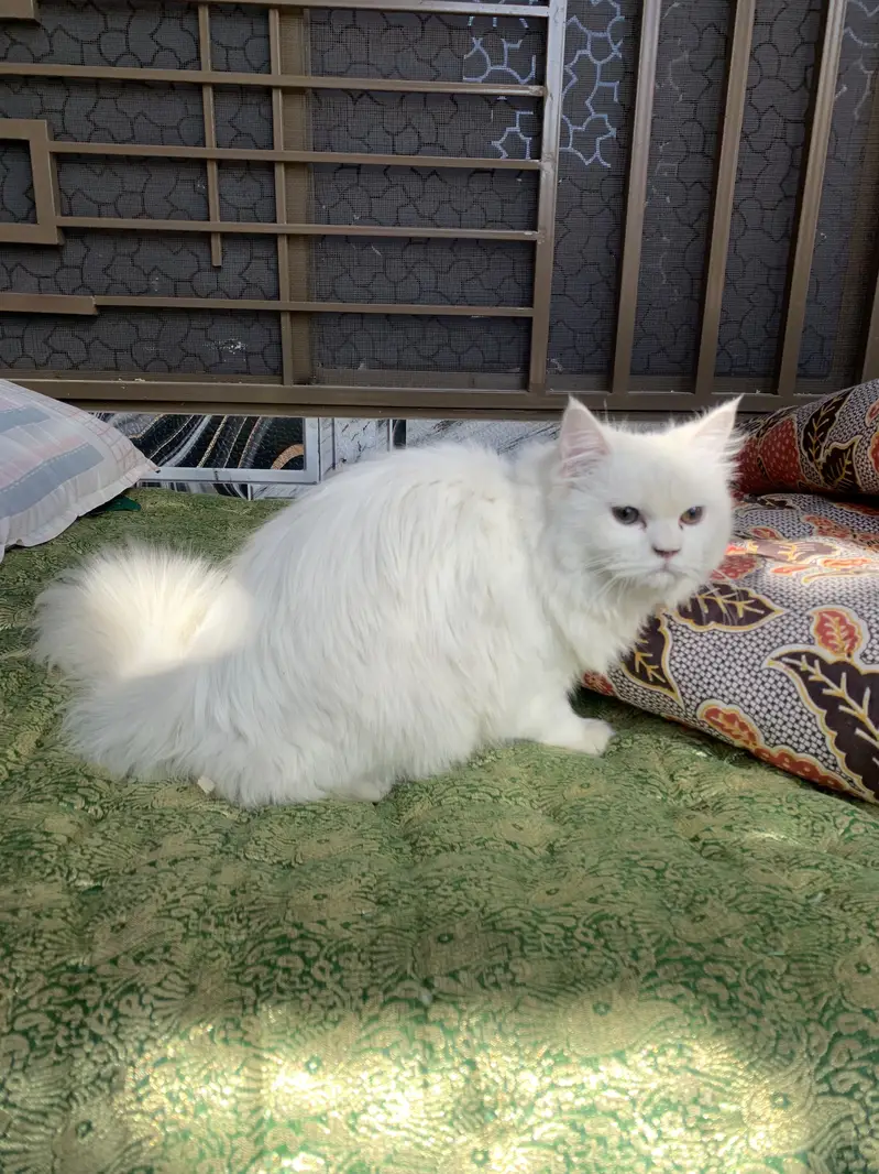 Tripple coated Persian Female — photo 6