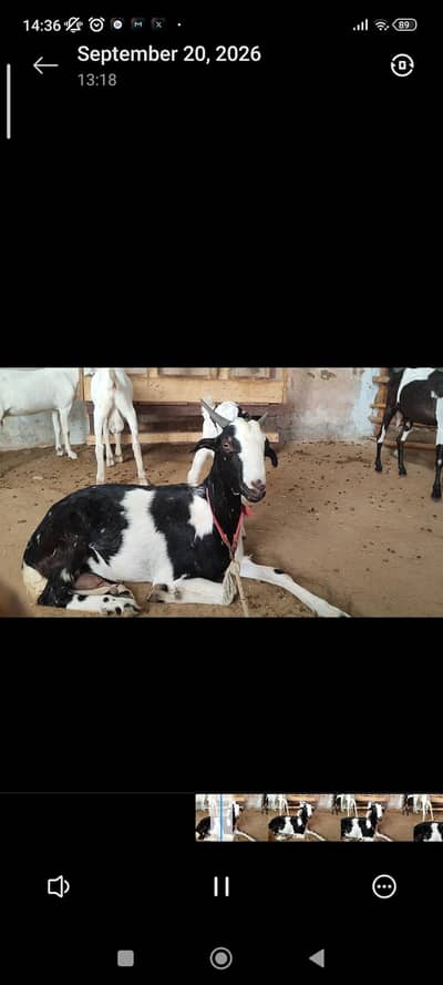 Teddy Ajrak Female with kid l Teddy Abluck Female