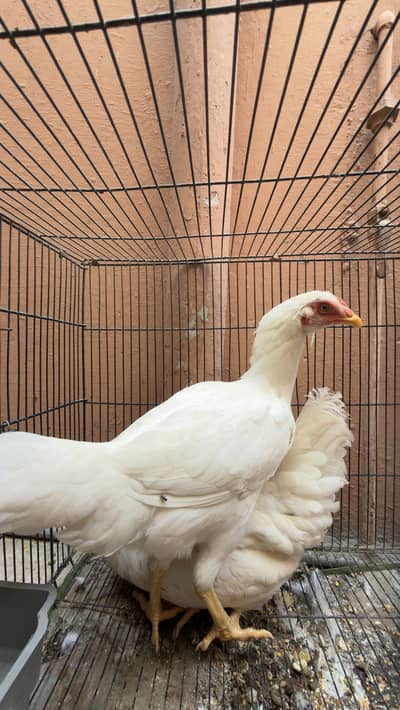White Aseel hen, pure aseel pair, frizzle patha pathi