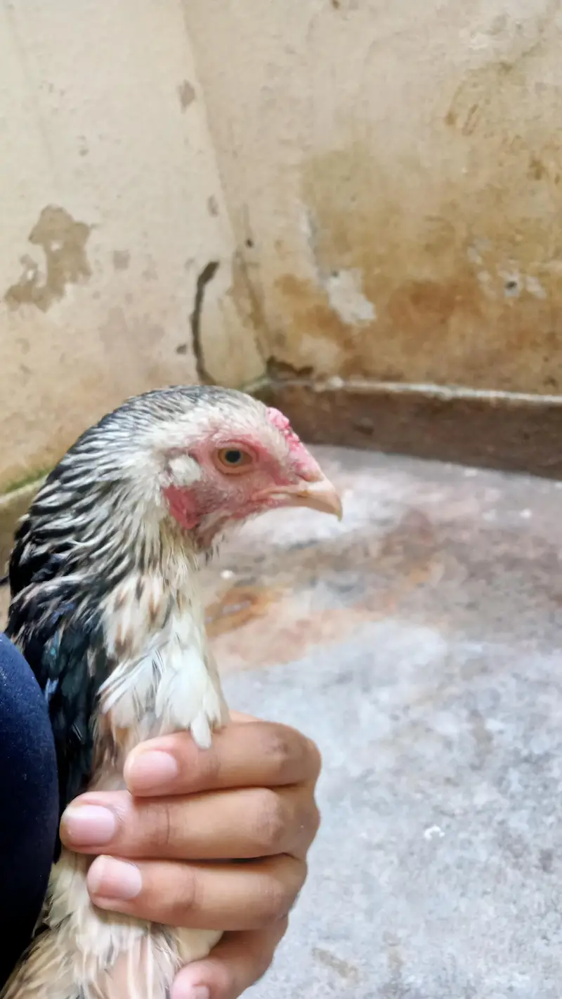 2 Aseel Murghiyan for sale — photo 4