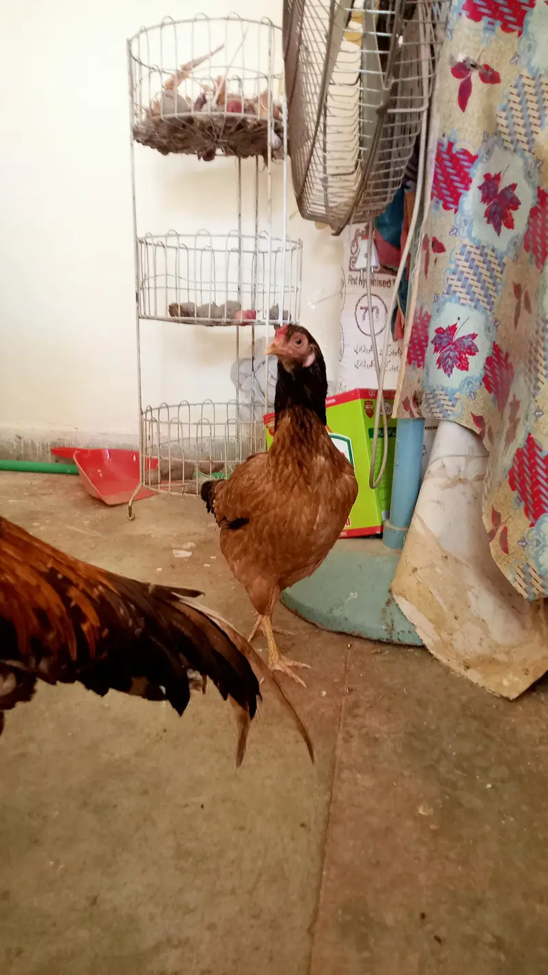2 Aseel Murghiyan for sale — photo 6