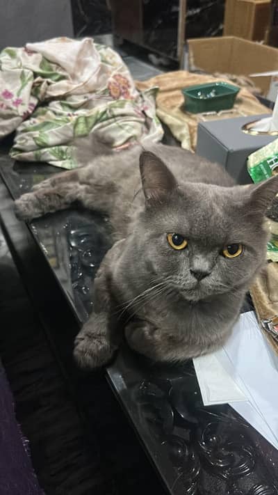Grey Persian Male Cat - Triple Coat - Active & Healthy