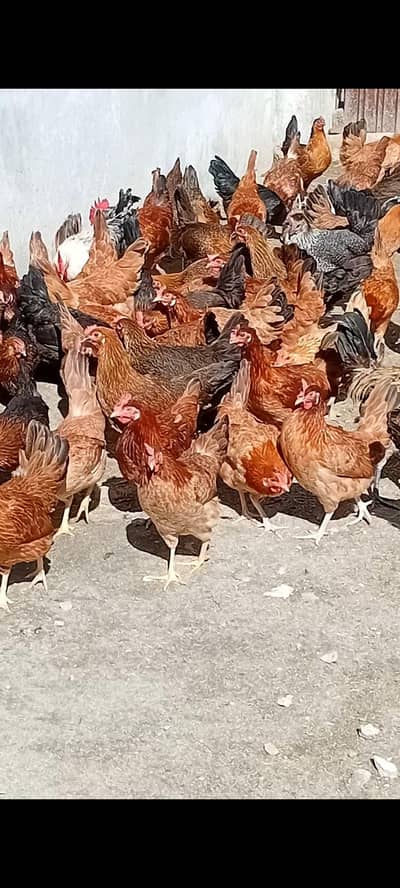 Golden misri staer murgi available 40% anda dy rhe h waite 1400 1500 g
