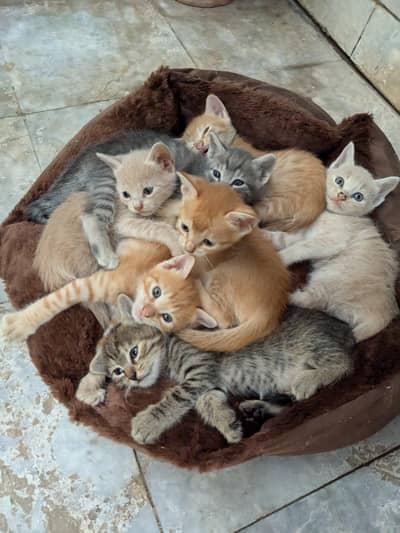 Moggy Cats