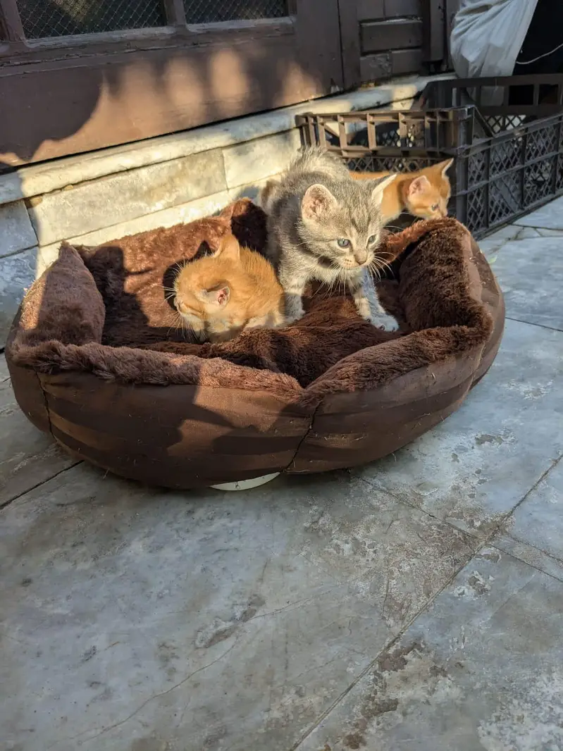 Moggy Cats — photo 2