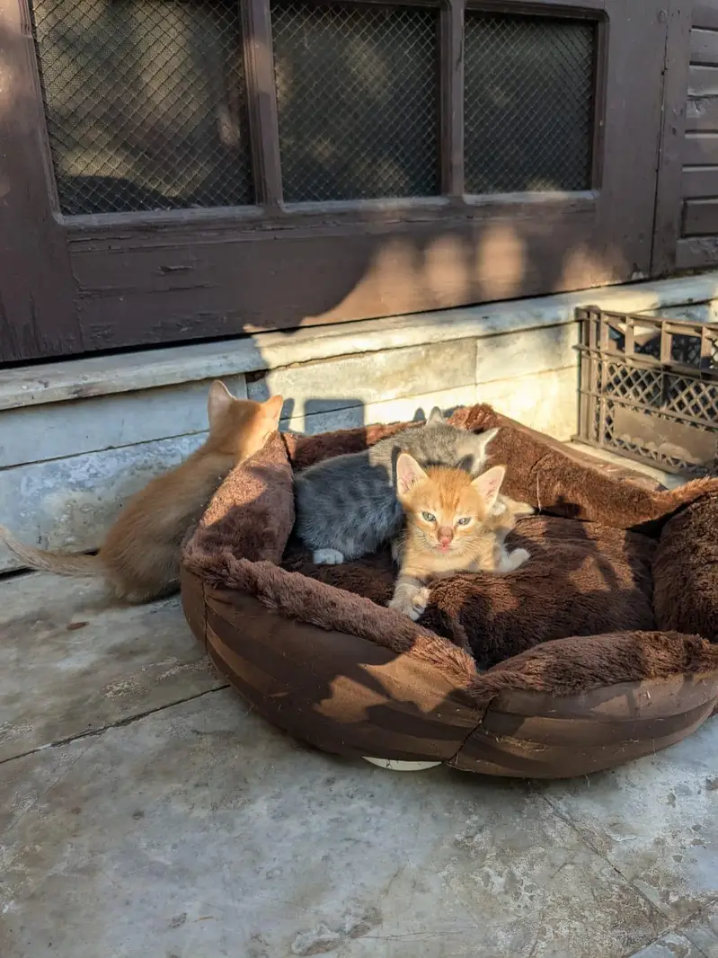 Moggy Cats — photo 3