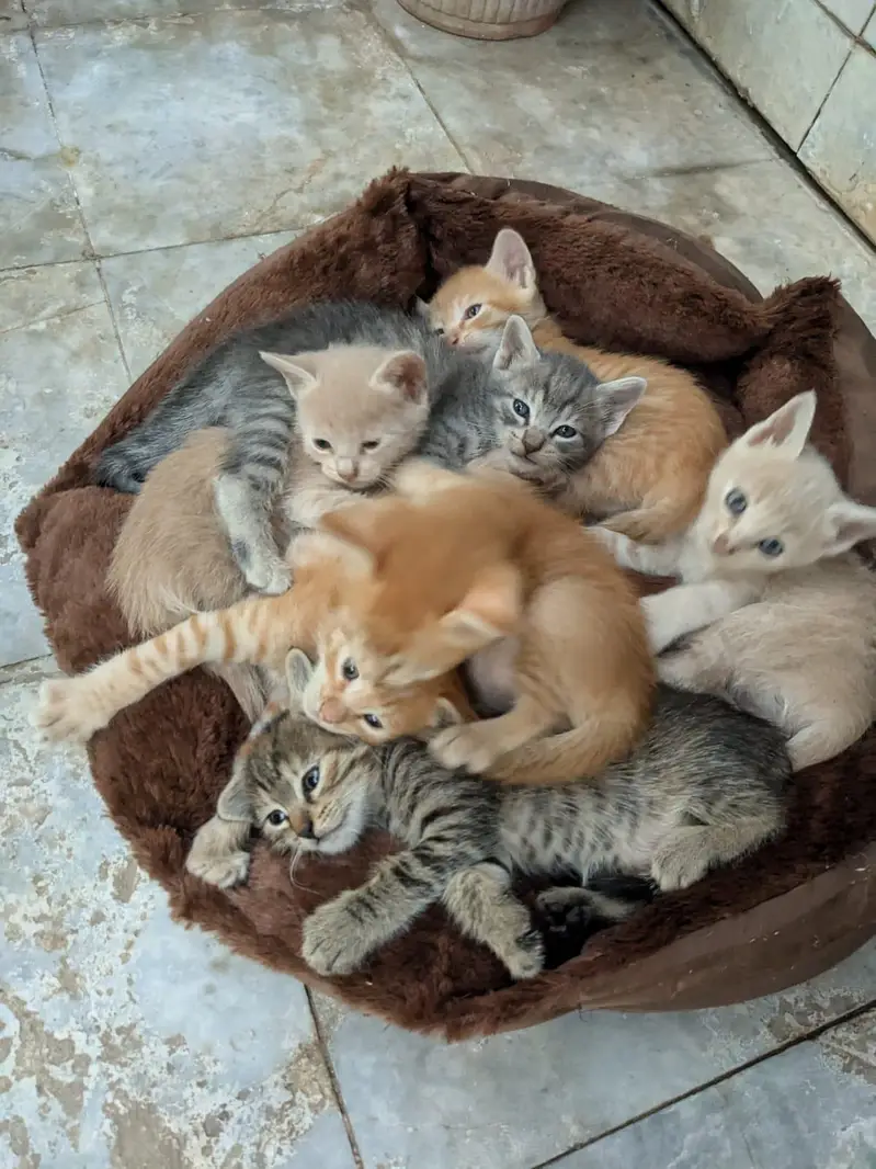 Moggy Cats — photo 4