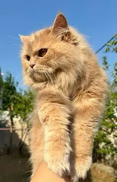 Persian Cat golden — photo 3