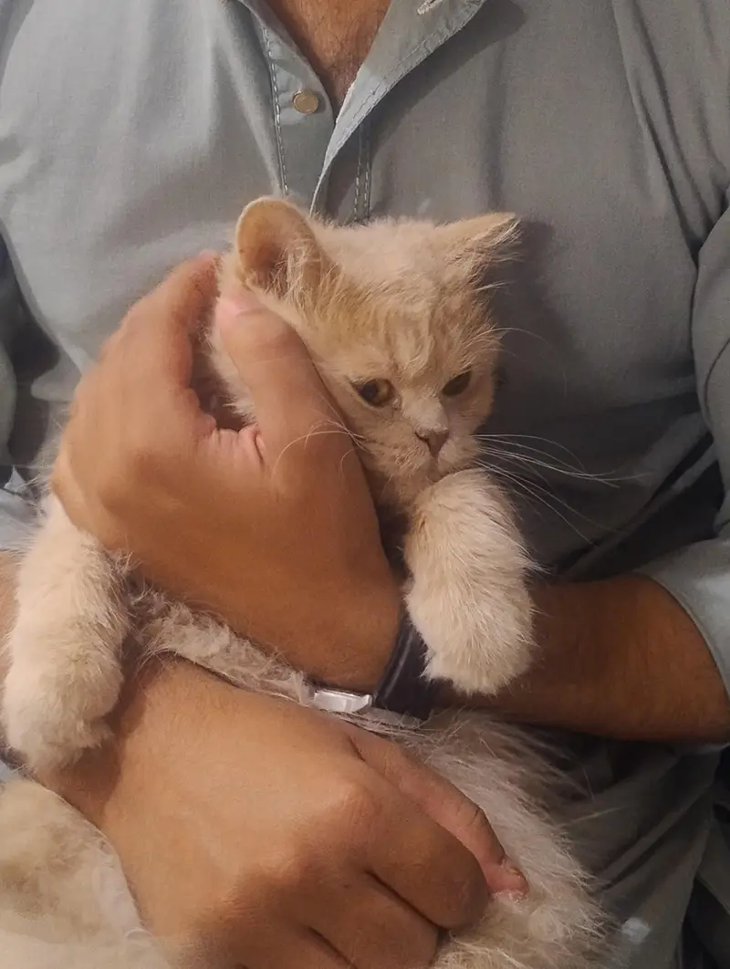 Persian Cat golden — photo 4