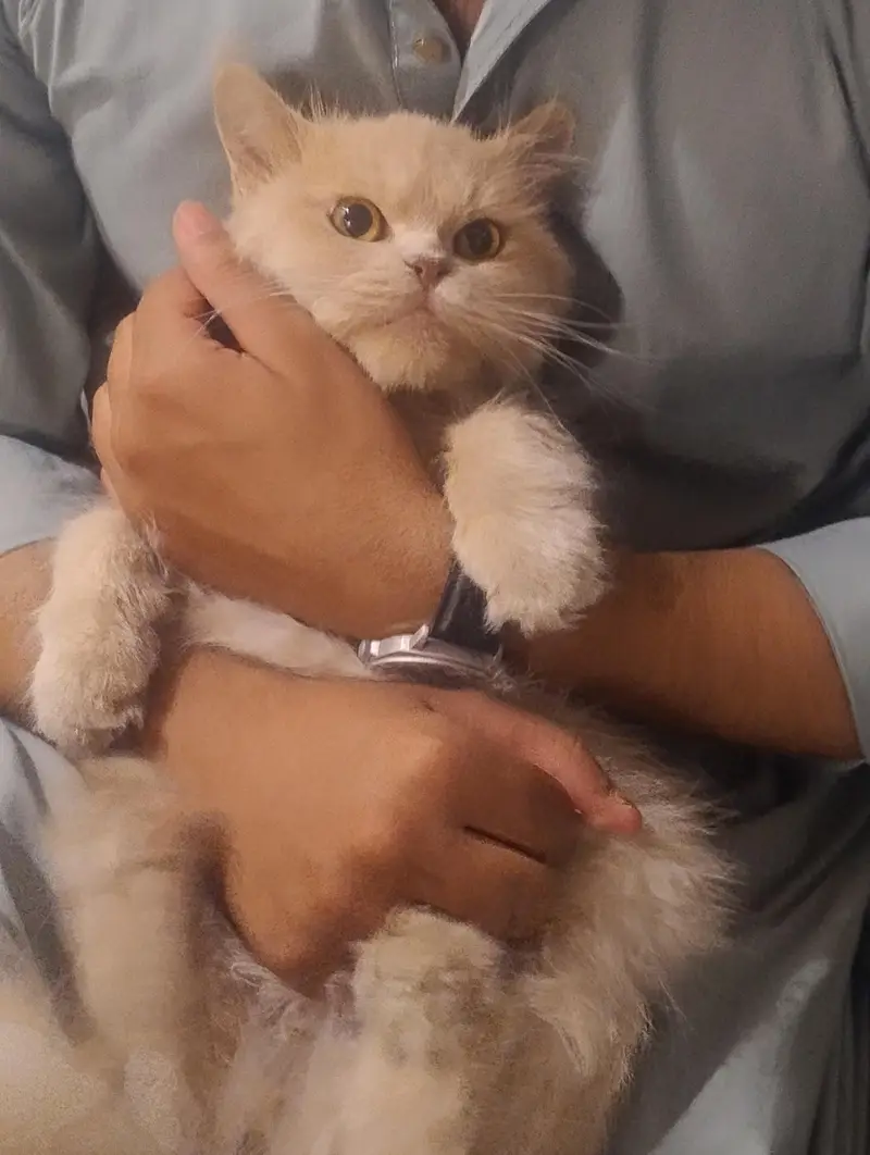Persian Cat golden — photo 5
