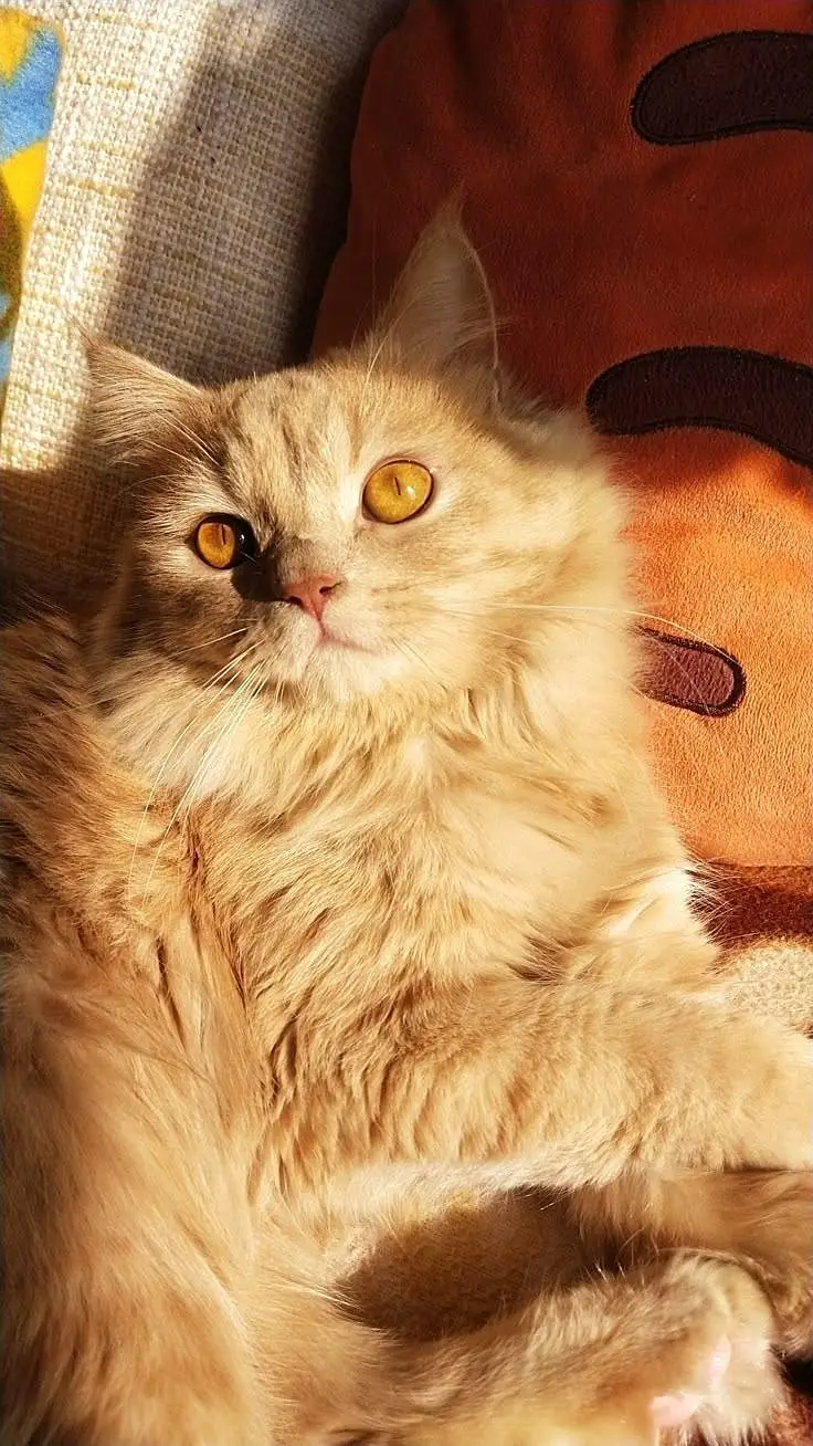 Persian Cat golden — photo 6