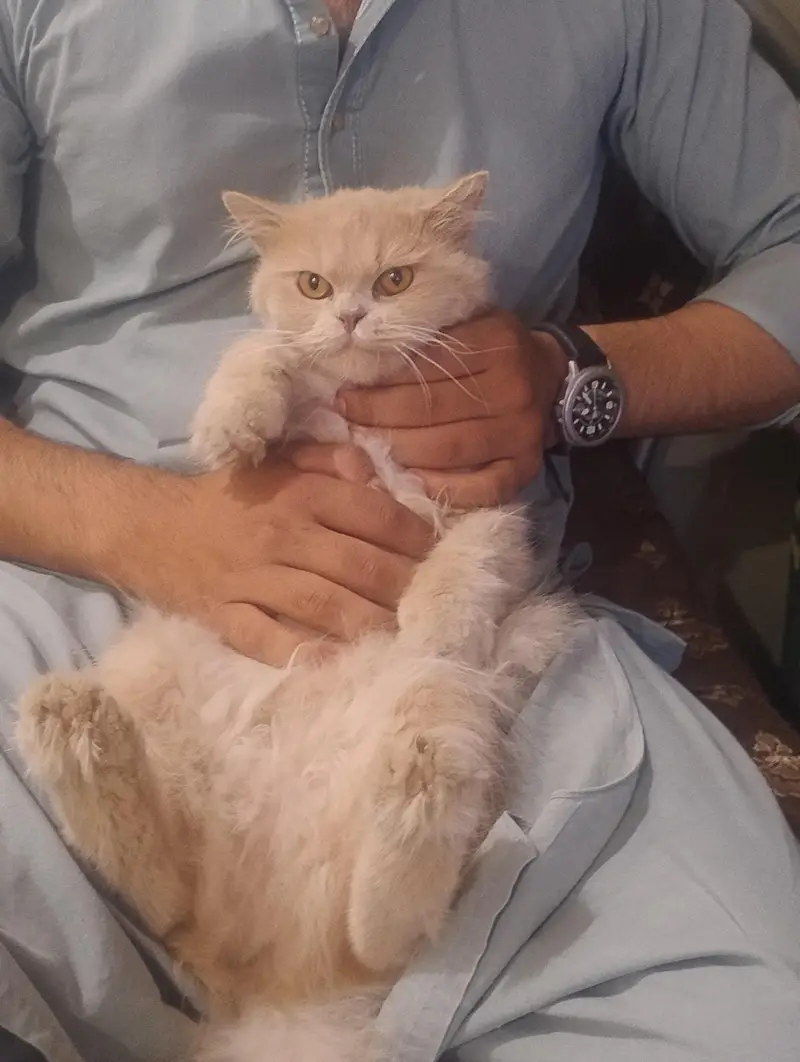 Persian Cat golden — photo 7