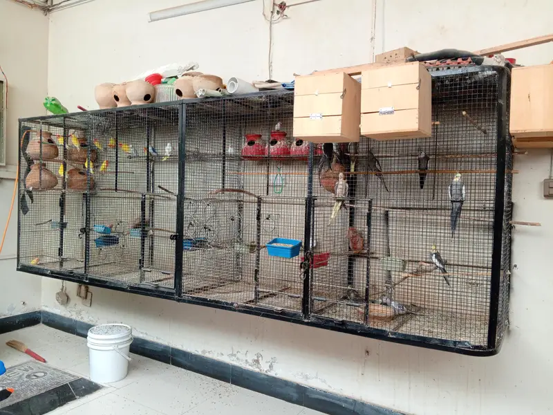 Urgent Birds Cages For Sale — photo 4