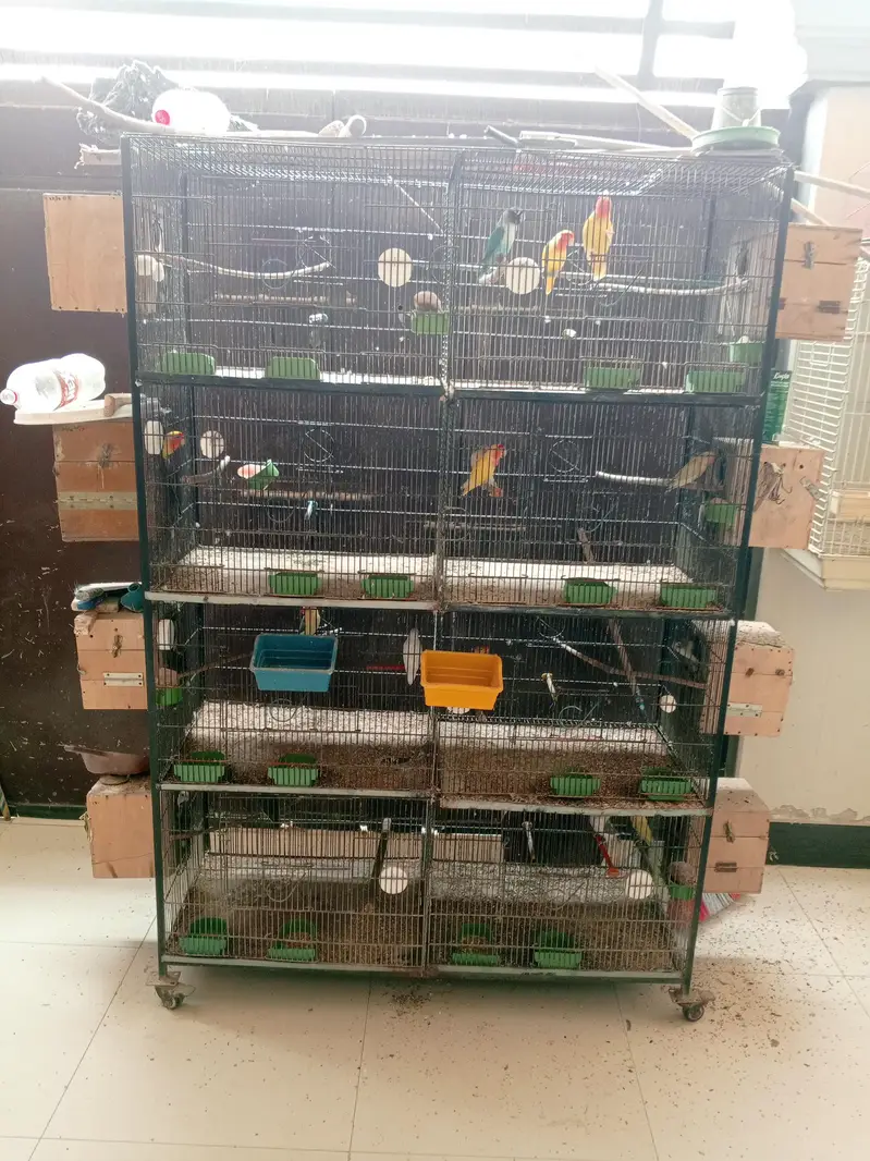 Urgent Birds Cages For Sale — photo 5