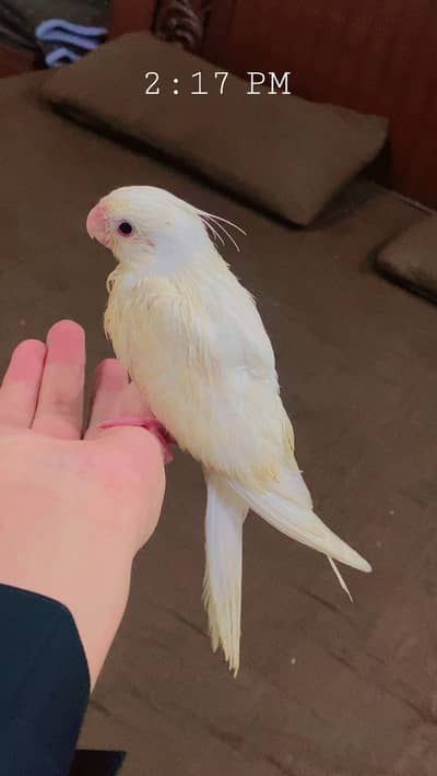 Beautiful Albino cocktails
