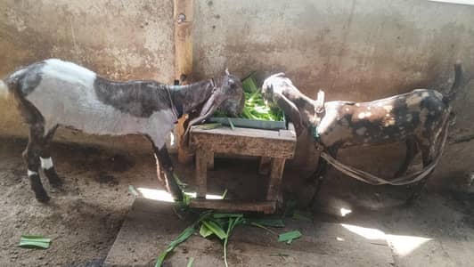 2 goats available for new shelter .