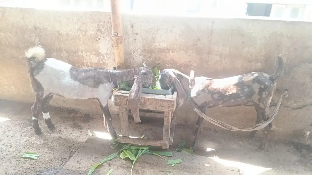 2 goats available for new shelter . — photo 2