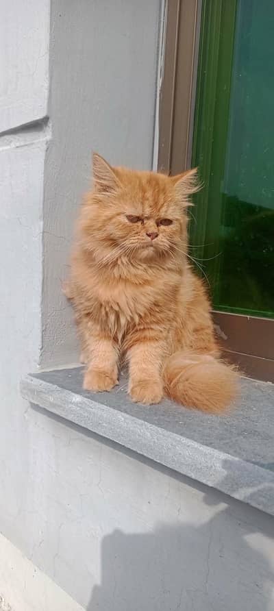 Rare Ginger Baby Looking for a Loving Family  03234102419