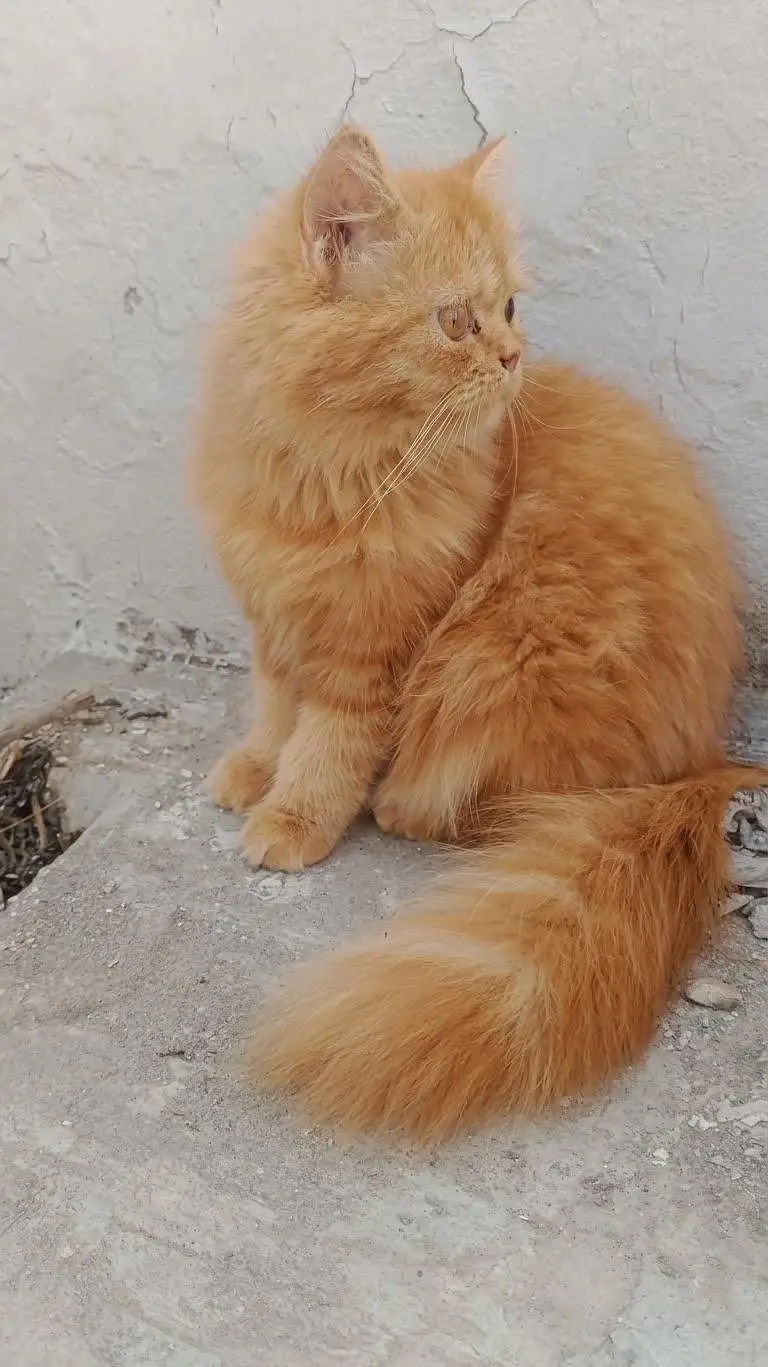 Rare Ginger Baby Looking for a Loving Family  03234102419 — photo 2