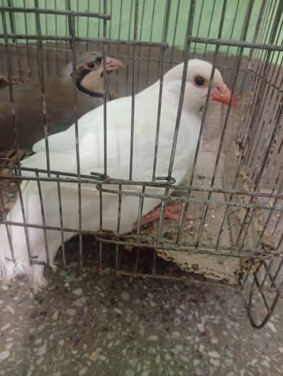 chakor for sale