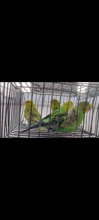 4 Budgie males - crested and hogo