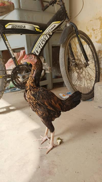 mianwali reza aseel female