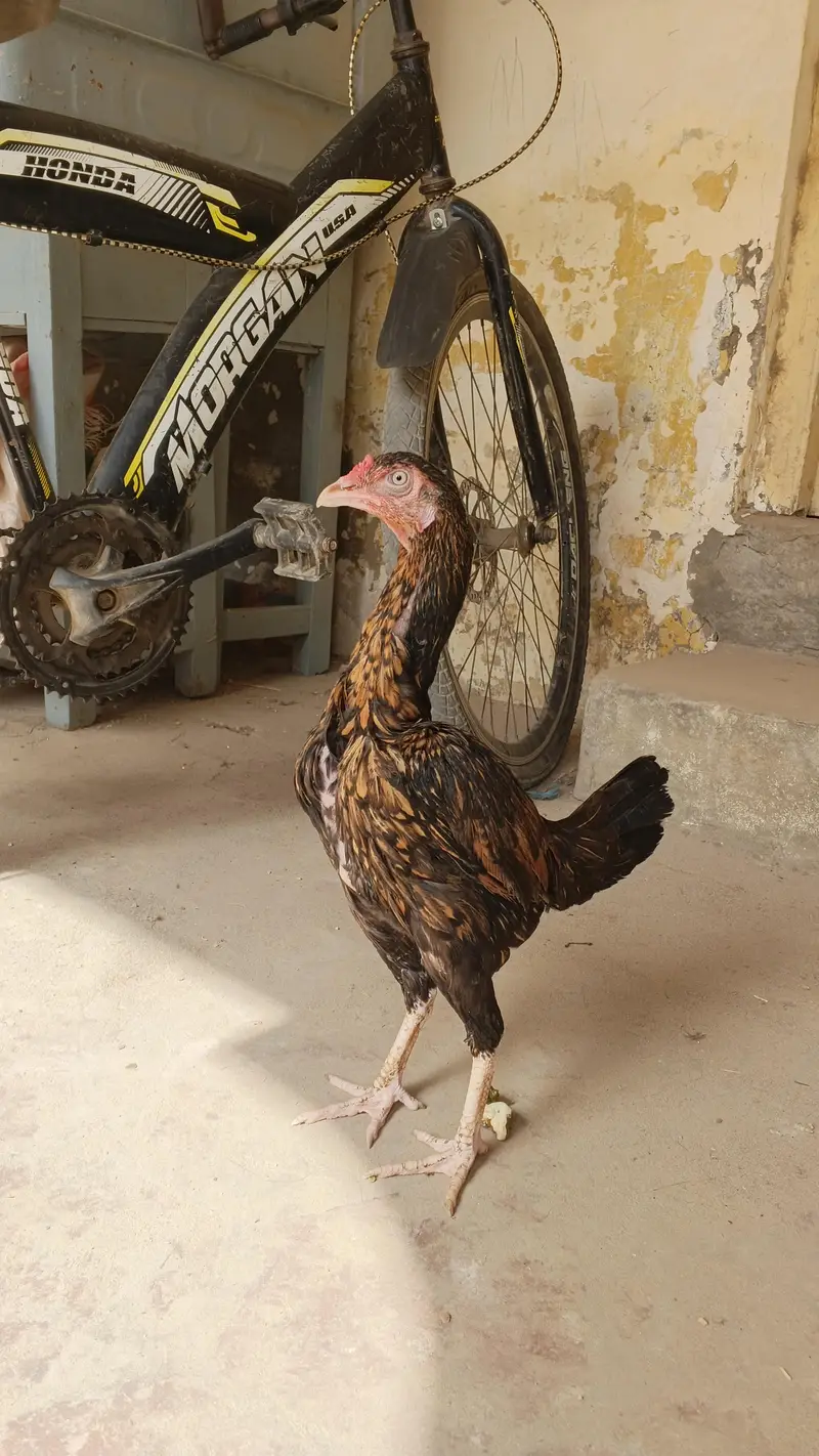 mianwali reza aseel female — photo 2