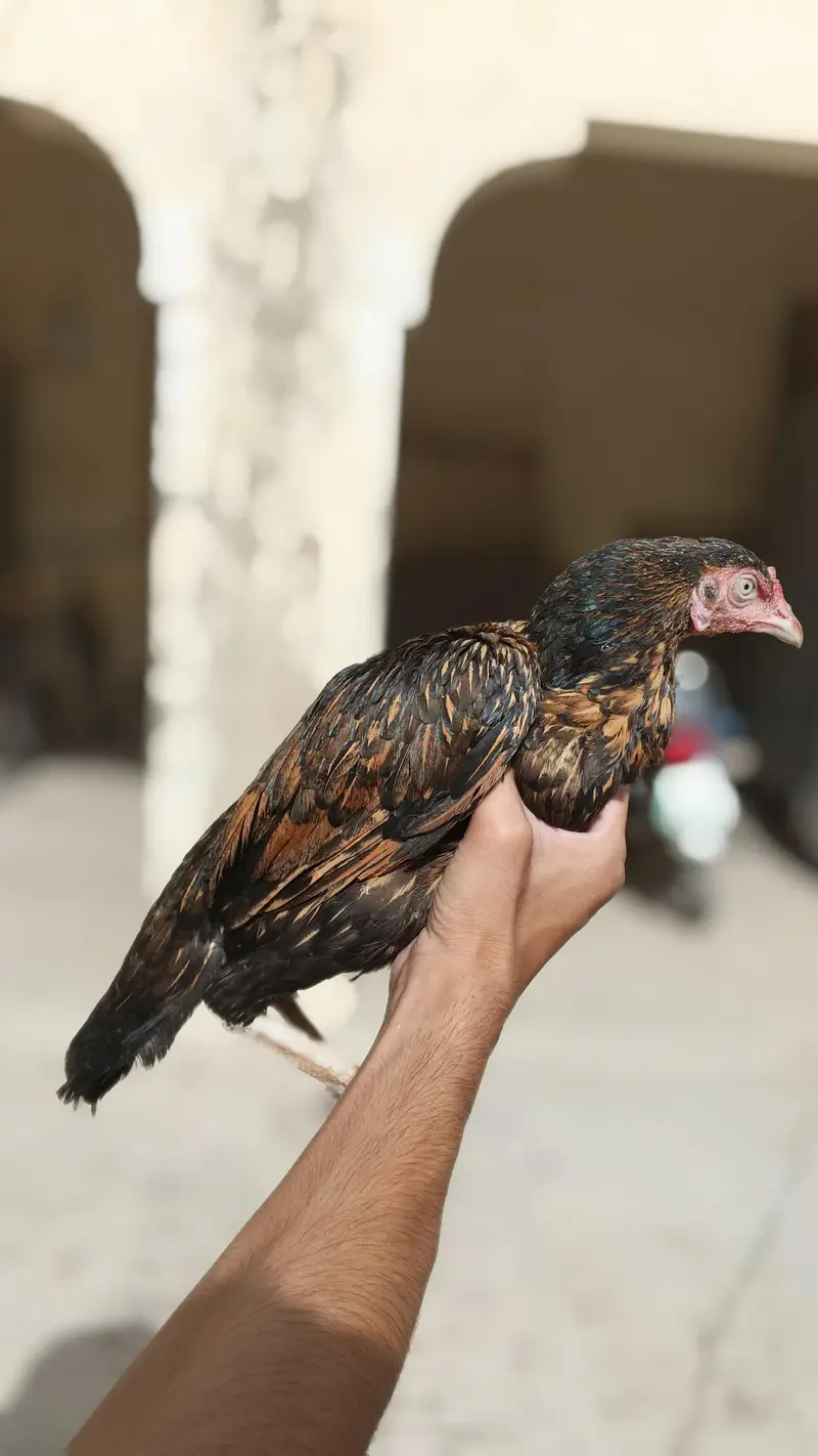 mianwali reza aseel female — photo 4