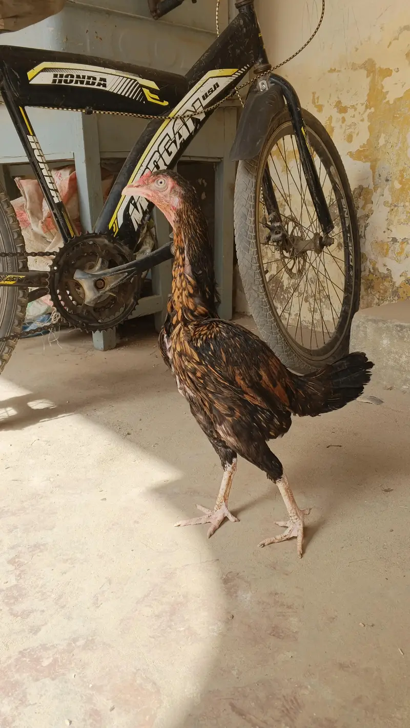 mianwali reza aseel female — photo 5