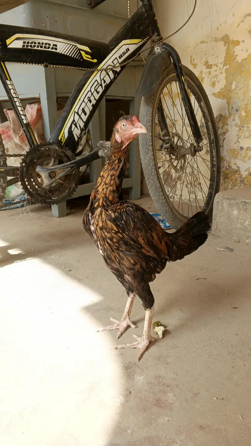 mianwali reza aseel female — photo 7