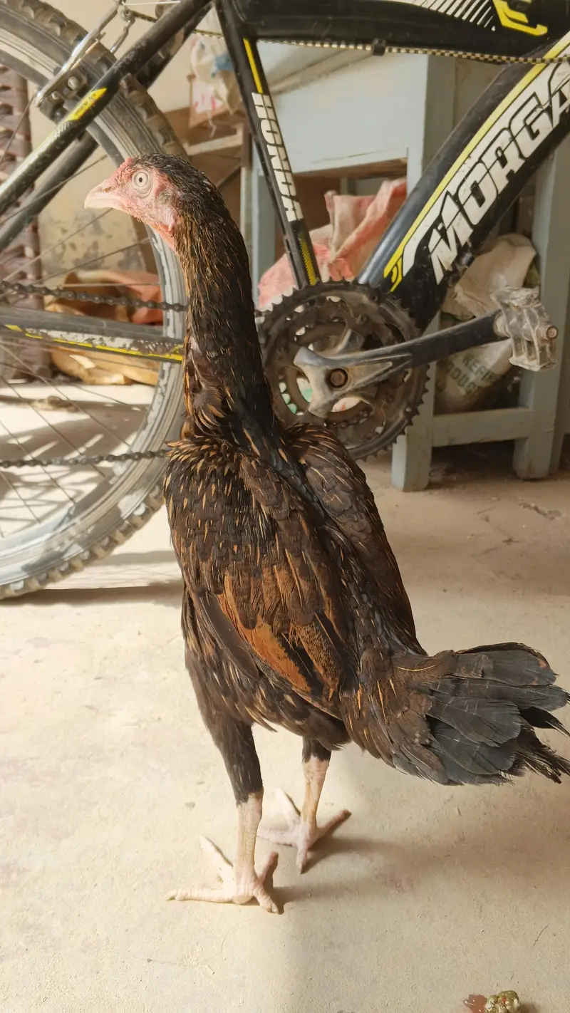 mianwali reza aseel female — photo 8