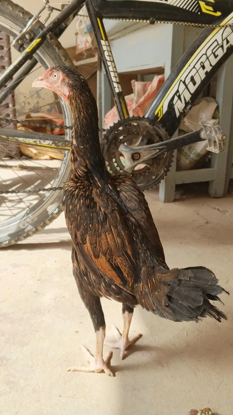 mianwali reza aseel female — photo 9