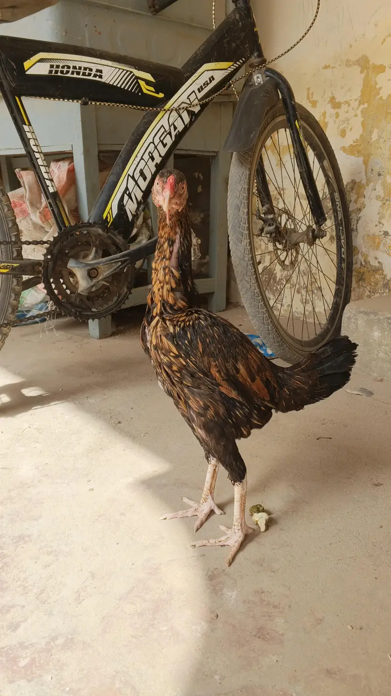 mianwali reza aseel female — photo 10