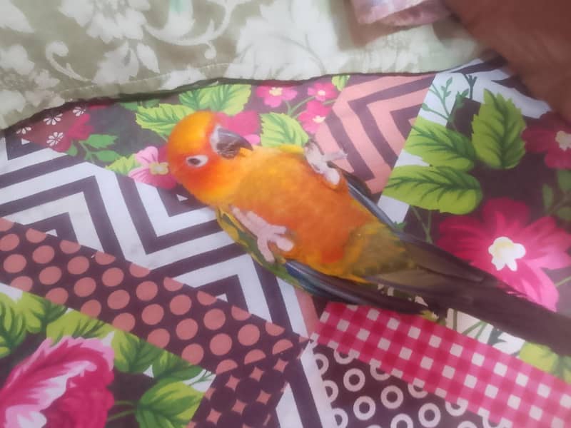 Sun conure 1