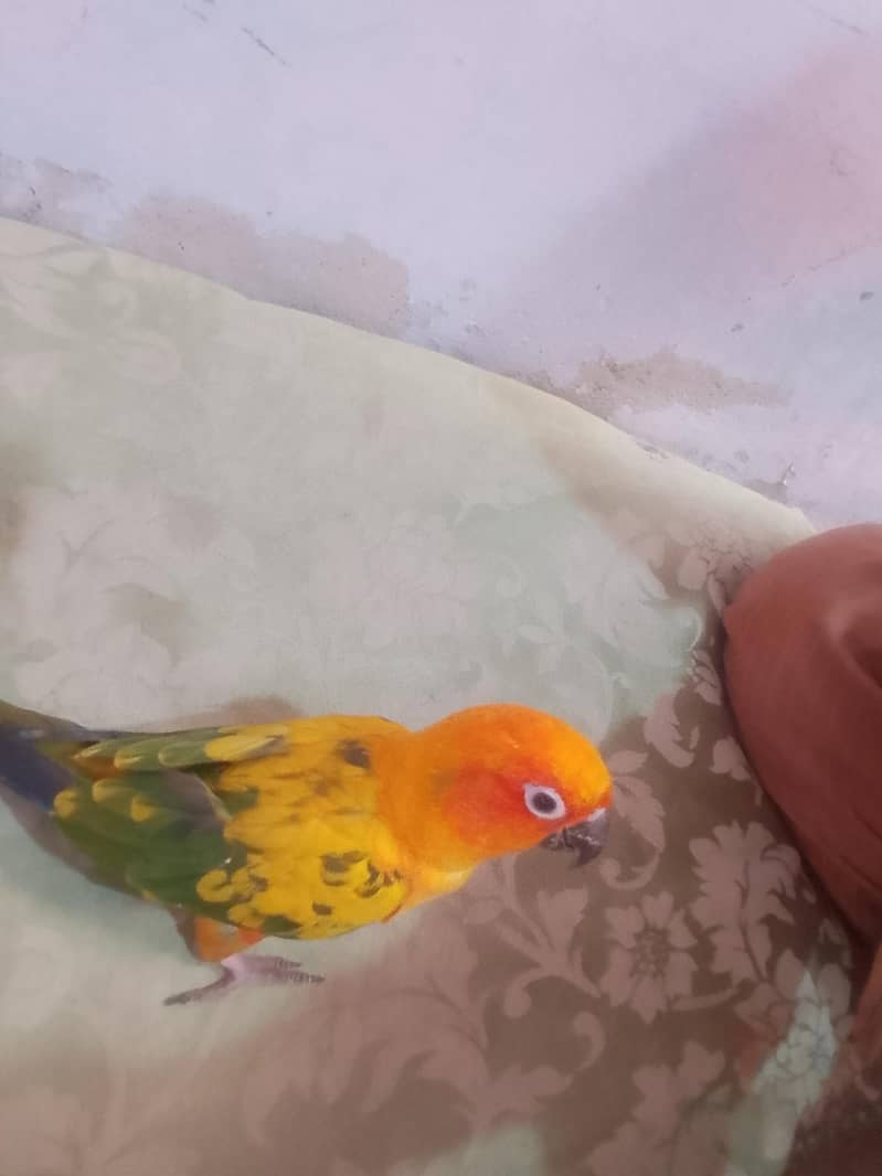 Sun conure 0