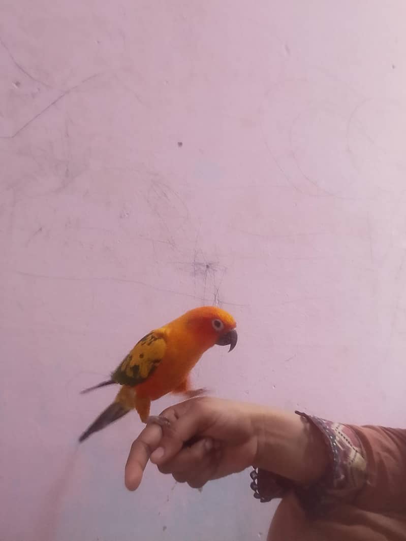Sun conure 2