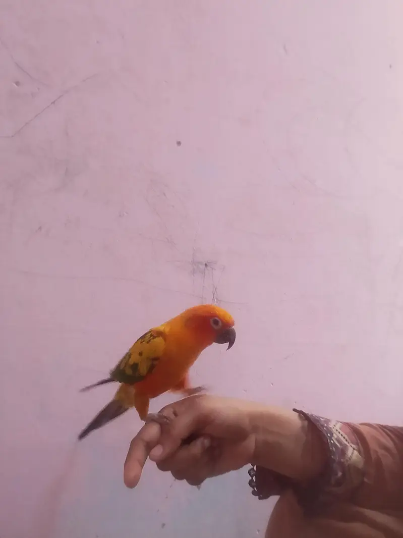Sun conure — photo 3