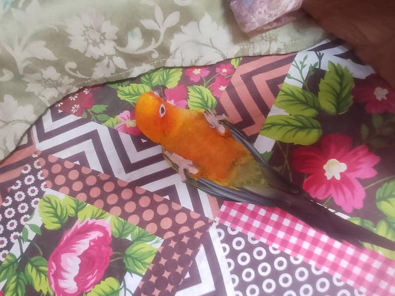 Sun conure 3