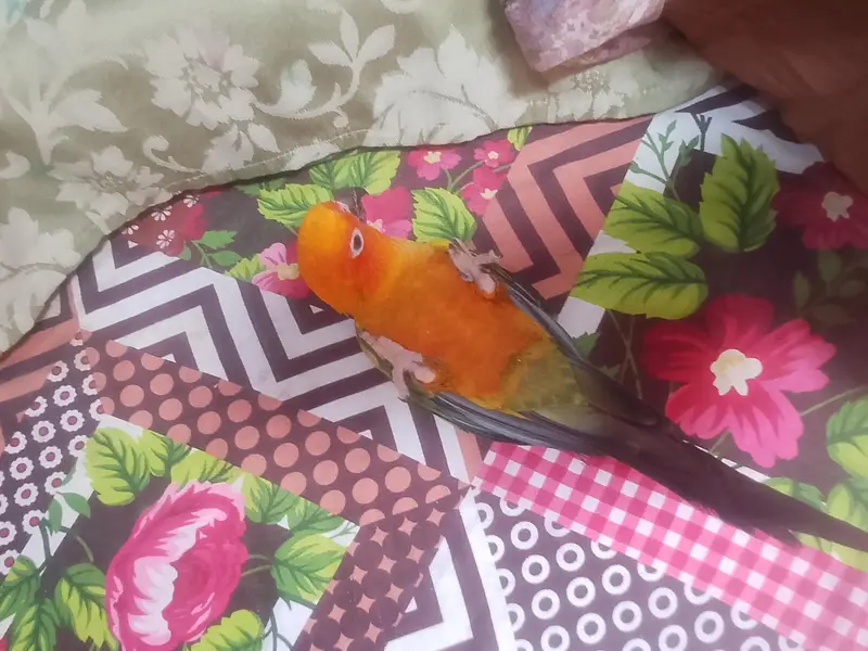 Sun conure — photo 4