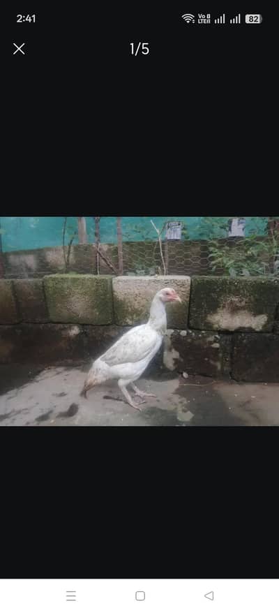 Heera female