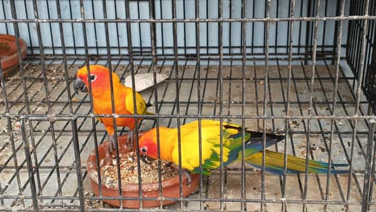 Sunconure Breeder pair with d. n. a