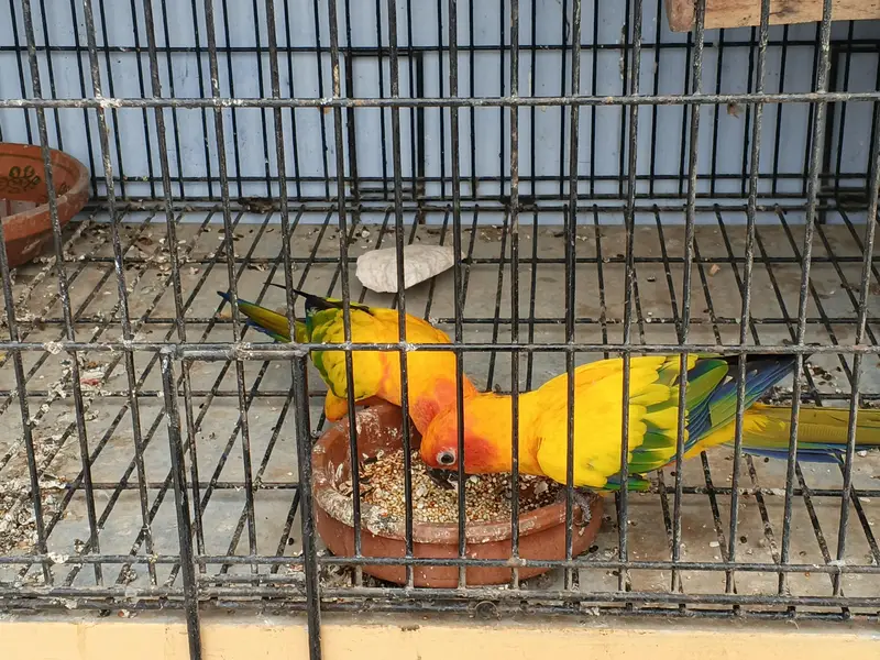 Sunconure Breeder pair with d. n. a — photo 3