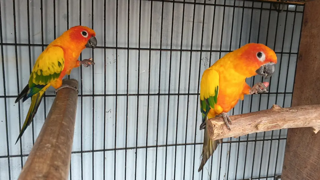 Sunconure Breeder pair with d. n. a — photo 5
