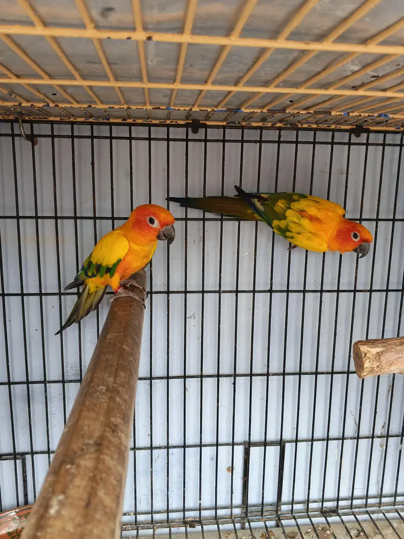 Sunconure Breeder pair with d. n. a — photo 6