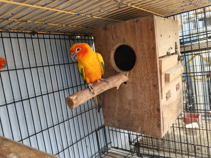 Sunconure Breeder pair with d. n. a — photo 9