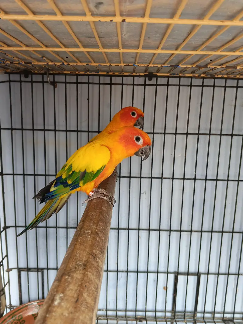 Sunconure Breeder pair with d. n. a — photo 10
