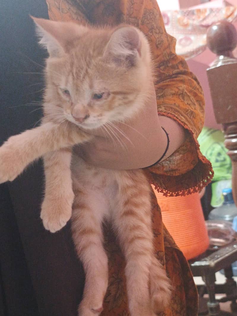 persian 0